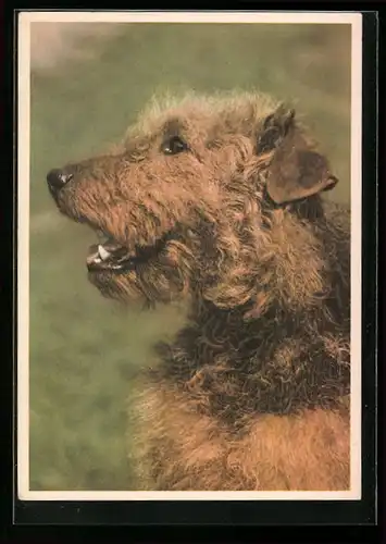 AK Airdale-Terrier, Hund im Profil
