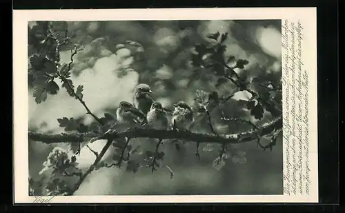 AK Vier Zaungrasmücken auf einem Eichenast