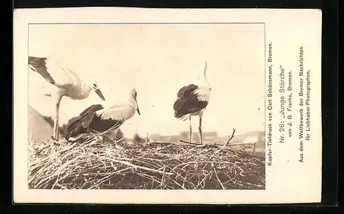 AK Junge Störche im Nest