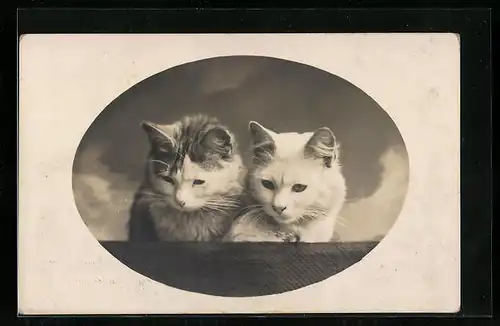 AK Zwei junge Katzen blicken in die Welt