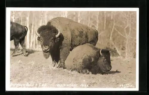 AK Wainwright Park, Buffalo-Rind mit Kalb