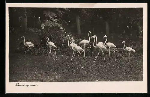 AK Halle, Flamingogruppe auf der Flamongowiese im Zoo
