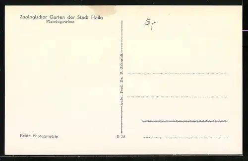 AK Halle, Flamingogruppe auf der Flamongowiese im Zoo