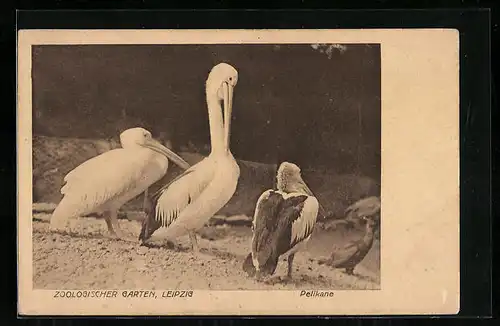 AK Leipzig, Pelikane im Zoo