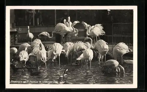 AK Leipzig, Flamingogruppe am Futtertrog im Zoo