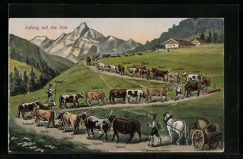AK Kuhherde beim Aufzug auf die Alm