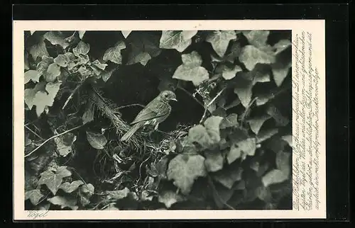 AK Rotkehlchen zwischen Efeublättern