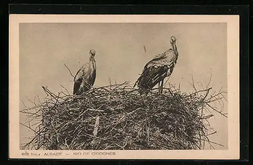AK Nid de Cigones, Alsace