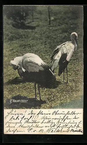 AK Störche auf einer Wiese