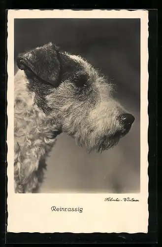 AK Portrait eines Foxterriers von der Seite