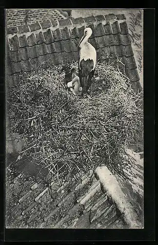 AK Storch mit Jungem im Nest auf einem Dachgiebel