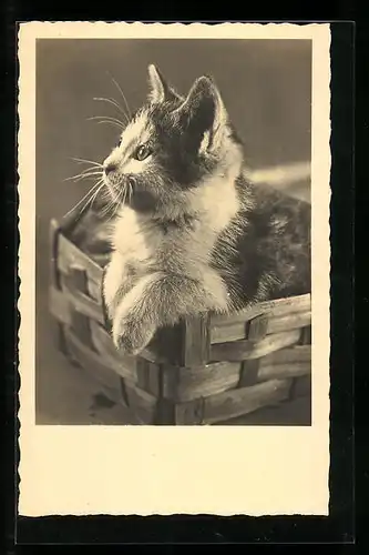 AK Junge Katze in einem Spankorb