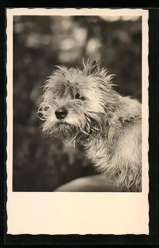 AK Portrait eines struppigen Terriers