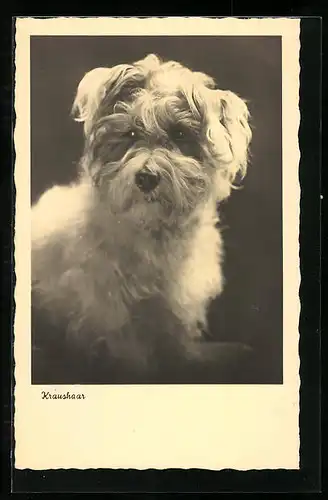 AK Kaushaar, Kleiner Terrier