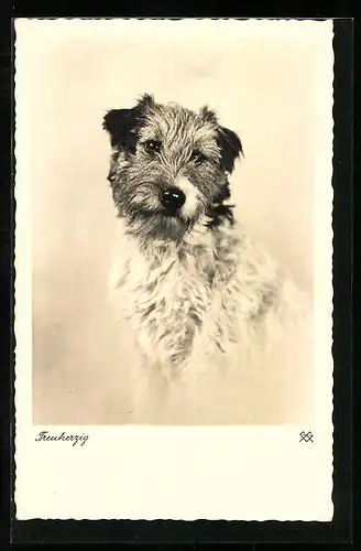 AK Treuherzig, Portrait eines Terriers