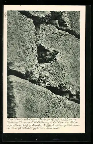 AK Gartenrotschwanz mit Wurm im Schnabel