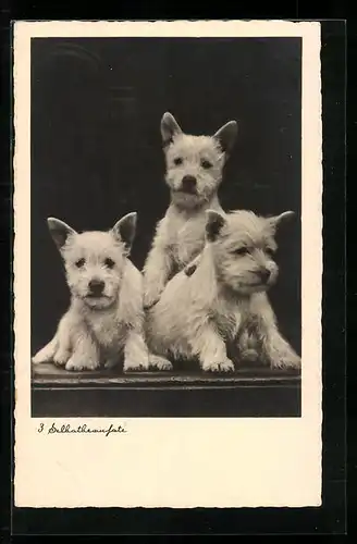 AK Drei Selbstbewusste, Terrierwelpen