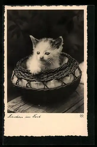 AK Kleine Katze sitzt in einem Korb