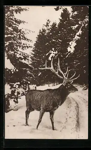 AK Hirsch am Waldrand im Winter