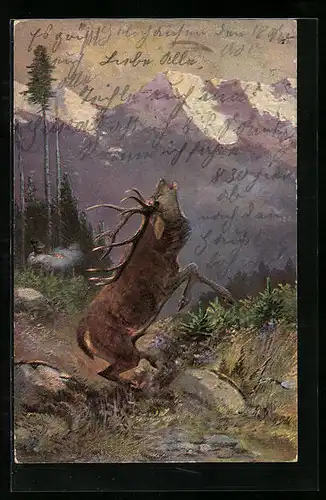 AK Röhrender Hirsch in den Alpen
