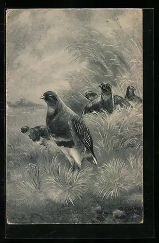 AK Hühnervögel in einer Landschaft
