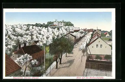 AK Werder / Havel, Strassenpartie mit Blick nach dem Restaurant Bismarckshöhe in der Baumblüte