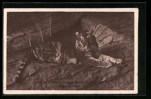 Künstler-AK Stellingen-Hamburg, Hagenbeck`s Tierpark, Tigerschlucht