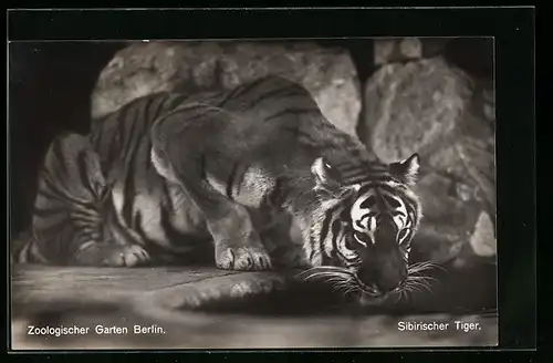 AK Berlin, Sibirischer Tiger im Zoologischen Garten