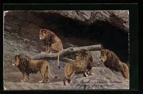 AK Hamburg-Stellingen, Löwen in der offenen Löwenschlucht im Tierpark