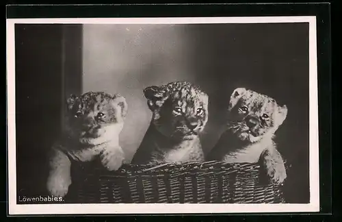 AK Halle, Drei Löwenbabies in einem Korb, Zoo