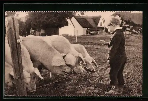AK Kleiner Junge mit fressenden Schweinen auf der Weide