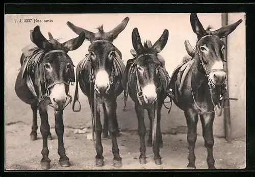 AK Nos amis, Vier Maultiere mit Steigbügeln