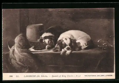 AK Landseer, Spaniels of King Charles`s Breed