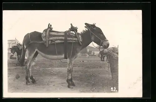 Foto-AK Packesel mit Tragegestell