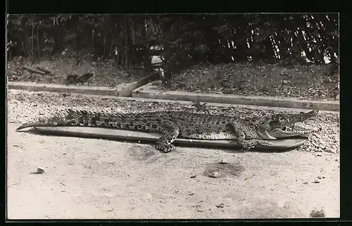 Foto-AK Erlegtes Krokodil mit blockiertem Maul auf einem Brett