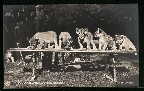 AK Berlin, Junge Löwen auf einem Brett im Zoo