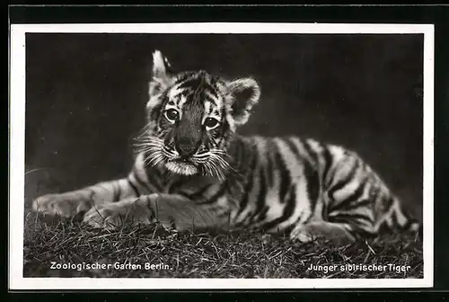 AK Berlin, Zoologischer Garten, Junger sibirischer Tiger