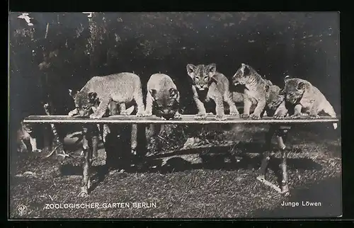 AK Berlin, Junge Löwen auf einer Bank im Zoo