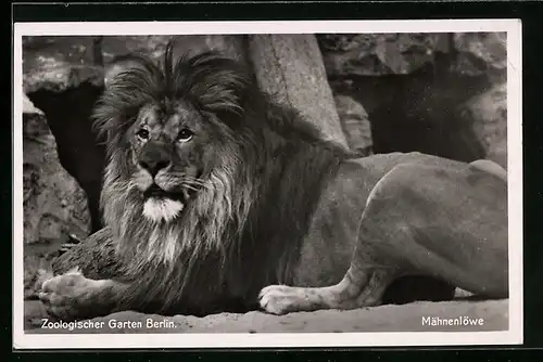 AK Berlin, Zoologischer Garten, Männlicher Mähnenlöwe