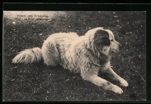 AK Un Chien de Montagne, Pyrenäenberghund im Gras