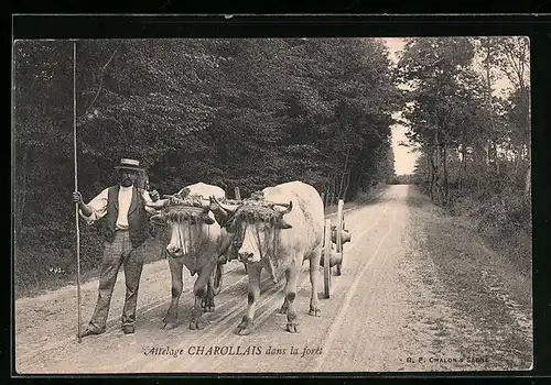 AK Attelage Charolais dans la foret