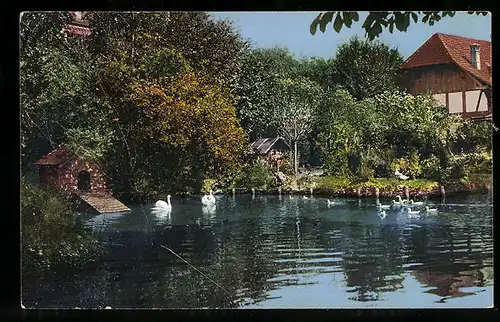 AK Zofingen, Trottenweiher mit Schwänen