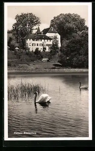 AK Seengen, Kurhaus Brestenberg am Wasser mit Schwänen