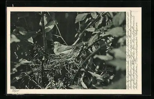 AK Gartengrasmücke im Nest