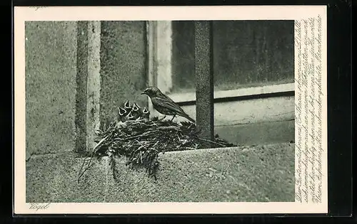 AK Gartenrotschwanz mit Jungen im Nest