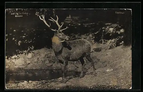 AK Hirsch an einem Fluss