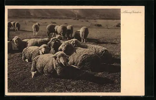 AK Schafherde am Abend auf der Weide