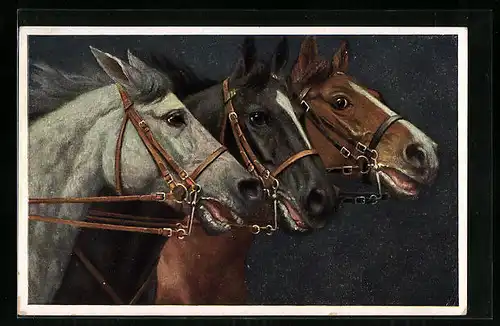 Künstler-AK Portrait dreier Reitpferde mit Zaumzeug
