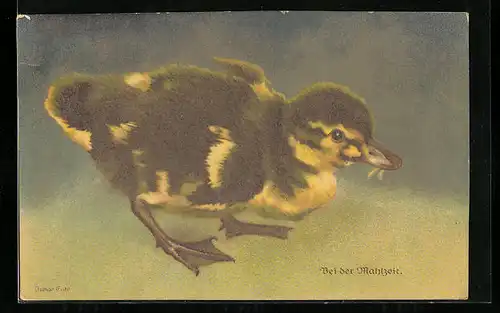 AK Entenküken mit Futter im Schnabel
