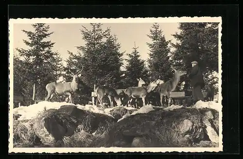 Foto-AK Begegnung eines Mannes mit Hirsch und Hirschkühen